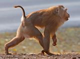 Pig-tailed Macaque (Macaca nemestrina)