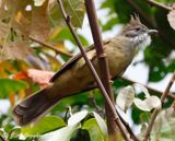Puff-throated Bulbul