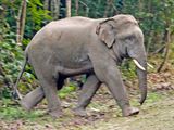 Asian Elephant (Elephas maximus)