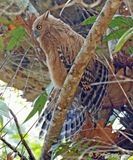 Buffy Fish-Owl