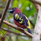 Banded Broadbill