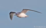 Rosss Gull
