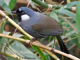 Black-throated Laughingthrush