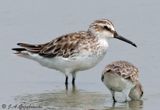 Broad-billed Sandpiper