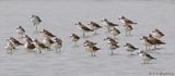 Tibetan Sand Plover