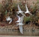 Tibetan Sand Plovers and Greater Sand Plover