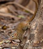 Northern Treeshrew (Tupaia belangeri)