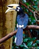 Oriental Pied Hornbill