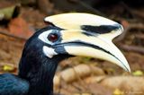 Oriental Pied Hornbill