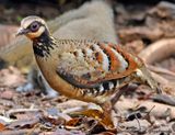 Bar-backed Partridge