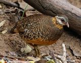 Scaly-breasted Partridge