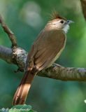 Ochraceous Bulbul