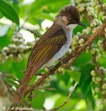 Ashy Bulbul