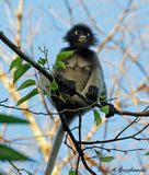 Dusky Langur (Semnopithecus obscurus)