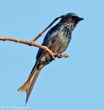 Bronzed Drongo