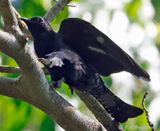Square-tailed Drongo Cuckoo