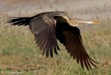 Oriental Darter