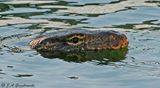 Water Monitor (Varanus salvator)