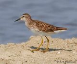Long-toed Stint