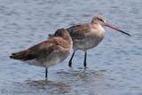 Black-tailed Godwit