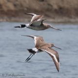 Black-tailed Godwit