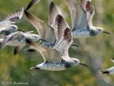Great Knot
