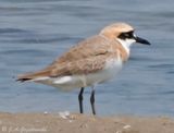 Greater Sand Plover