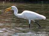 Medium Egret