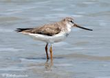 Terek Sandpiper