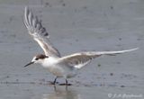Common Tern