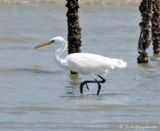 Chinese Egret