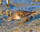 Long-toed Stint