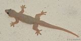 Garnots House Gecko (Hemidactylus garnoti)