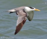 Lesser Crested Tern