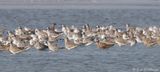 mostly Grey (Black-bellied) Plovers