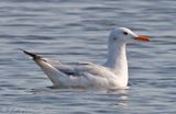 Slender-billed Gull