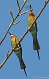 Blue-tailed Bee-eater