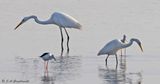 Great Egret and Medium Egret