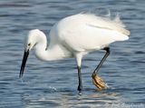 Little Egret