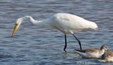 Medium Egret