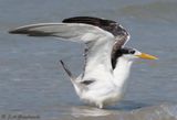 Great Crested Tern