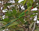 Alexandrine Parakeet