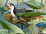 White-breasted Waterhen