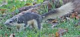 Variable Squirrel