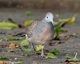 Zebra Dove