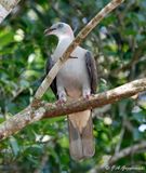 Mountain Imperial Pigeon
