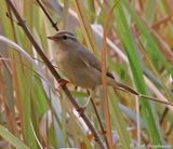 Raddes Warbler