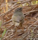 Raddes Warbler
