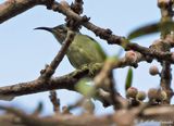 Black-throated Sunbird