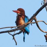 White-throated Kingfisher